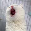 鹅鹅鹅的养猫日记🐱