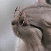 弟弟是只大脸猫