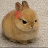 Bunny🍒