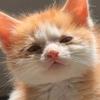 猪咪是犟种