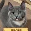 会说话的喵星人