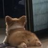 小朱老师爱哼歌