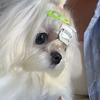 夏夏家的马尔济斯🐶