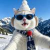 元宝是只猫