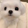 不吃蘑菇-