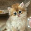 一只招财猫