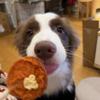 麦兜是只边牧🐶