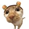 汉堡猫meme