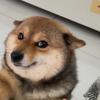 韩小暖的柴犬  西高地（犬舍）