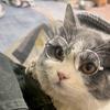 多多是只猫