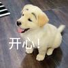 芒果今天吃什么