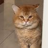 小水（找到小猫啦）