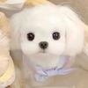 七日（火钢精灵王）