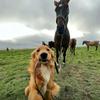 行为学训犬师苏沐阳
