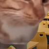一只cat