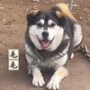山西四叔（精品太行犬）