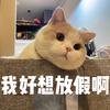 小江是只猫猫