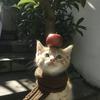 慕莹的家居