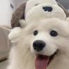 波点狗狗
