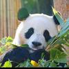 熊猫滚滚