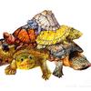重生之我是养龟皇帝🐢