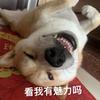 吉富車行阿東