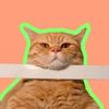 橘猪咪