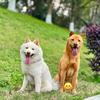 田园犬三仟