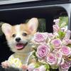 小芋圆