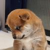 羊毛🦙