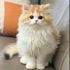 小禾养猫