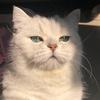 悲伤小猫🐱