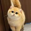 金渐层猫蓝金布偶-（全品种养户直发售猫）