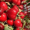 🍒樱艺苑樱桃园原蜜脆樱樱桃园🍒