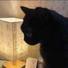 一只小黑猫