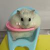 一坨啾啾🐹