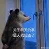 多米多米呀
