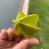 变异杨桃