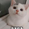 包子吃汤圆～🐱