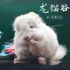 成都龙猫谷