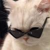 🐱康康养猫记