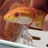 平安是个妈宝蛇🐍