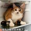 招财猫妞妞