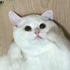 白猫（接🥚）