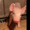 @佩奇终结者🐷