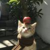心愿盒子Photo-booth