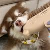 大拿是个憨憨