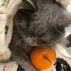 我是懒猫