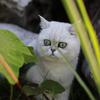 手账猫猫