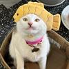 沙井的盖🐱